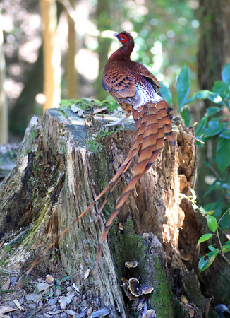 Copper Pheasant (Syrmaticus soemmerringii ijimae) male in South Kyushu, Japan
