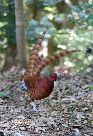 Copper Pheasant (Syrmaticus soemmerringii ijimae) male in South Kyushu, Japan