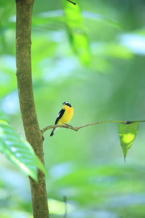 Yellow-rumped Flycatcher (Ficedula zanthopygia) male in Malaysiaの写真素材