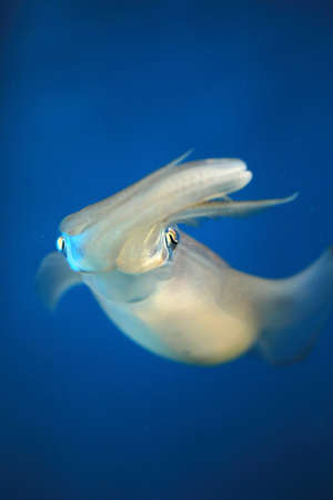 Bigfin Reef Squid (Sepioteuthis lessoniana) in Japanの写真素材