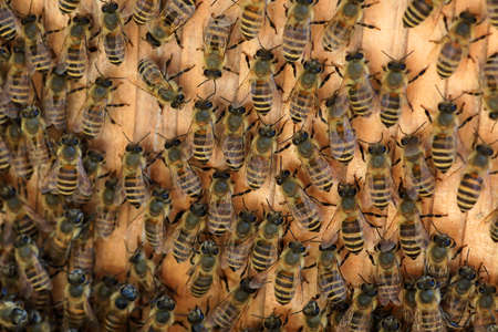 Japanese Honey bee (Apis cerana japonica) nesting in Japan