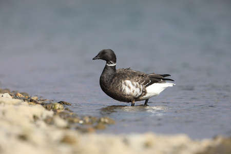 Brant goose (Branta bernicla orientalis) in Japanの写真素材
