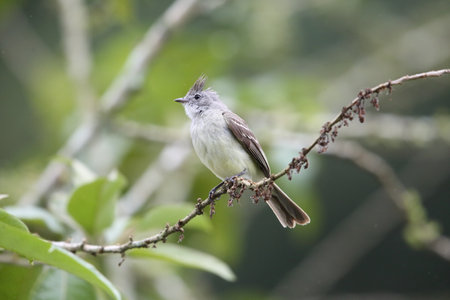 Southern Beardless-Tyrannulet (Camptostoma obsoletum) in Equador, South Americaの写真素材