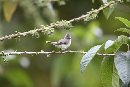 Southern Beardless-Tyrannulet (Camptostoma obsoletum) in Equador, South Americaの写真素材
