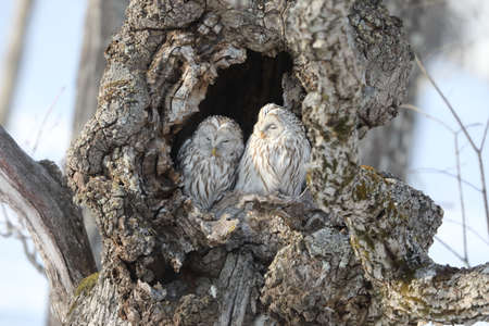 Ural owl (Strix uralensis  japonica) couple in Hokkaido, North Japanの写真素材