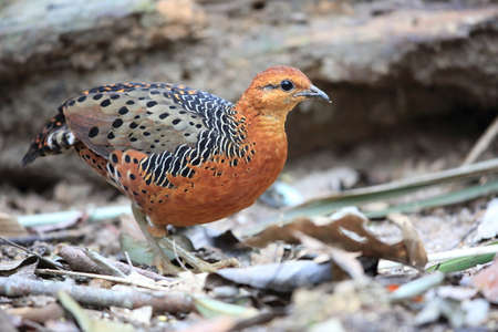 Beautiful male Cape-quail (Phasianus caeruleus)の写真素材