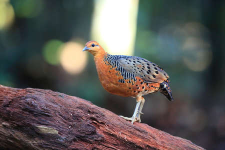 Ferruginous Partridge (Caloperdix oculeus) in Malaysiaの写真素材