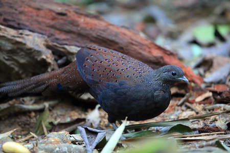 Mountain peacock-pheasant (Polyplectron inopinatum) male in Malaysia