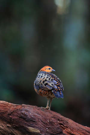Ferruginous Partridge (Caloperdix oculeus) in Malaysiaの写真素材
