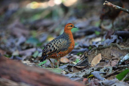 Ferruginous Partridge (Caloperdix oculeus) in Malaysia