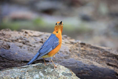 Orange-Headed Thrush (Geokichla citrina innotata)  in Malaysiaの写真素材