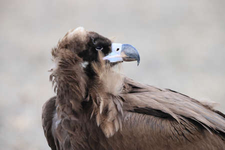 Cinereous vulture(Aegypius monachus) in Japanの写真素材