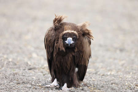 Cinereous vulture(Aegypius monachus) in Japanの写真素材