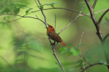Japanese robin (Luscinia akahige) male in Japan