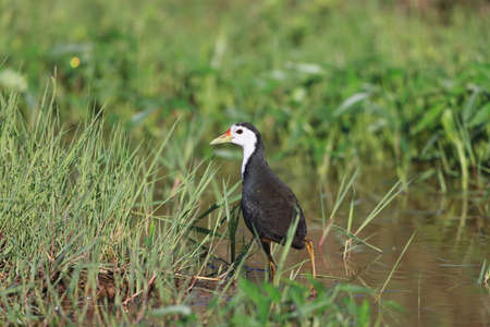 White-Breasted Waterhen (Amaurornis phoenicurus) in Borneo island, Malaysiaの写真素材