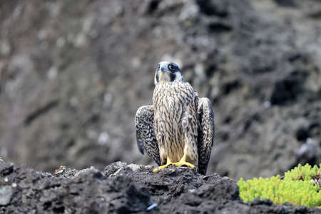 Peregrine Falcon (Falco peregrinus) in Japan