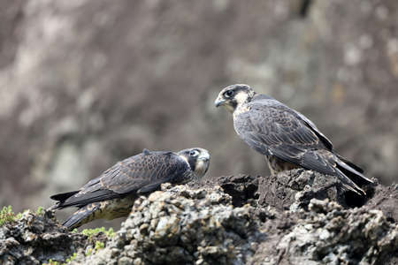 Peregrine Falcon (Falco peregrinus) in Japanの写真素材