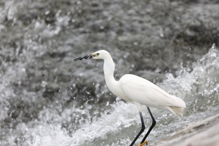 Little egret (Egretta garzetta) in Japanの写真素材