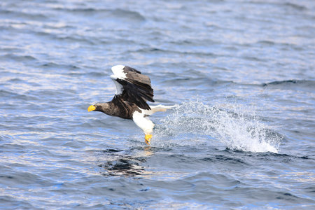 Steller's sea eagle fishing. Scientific name: Haliaeetus pelagicus.の写真素材