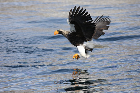 Steller's sea eagle, Haliaeetus pelagicusの写真素材