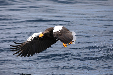 Adult Steller's sea eagle fishing. Blue Ocean Background. Scientific name: Haliaeetus pelagicus.