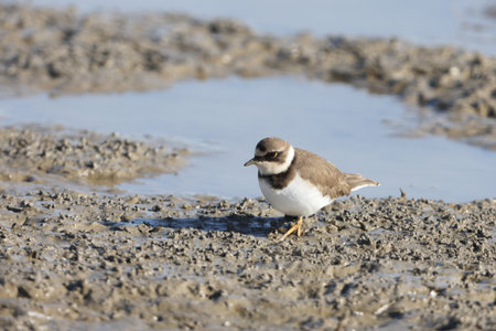 Little ringed plover (Charadrius hiaticula)