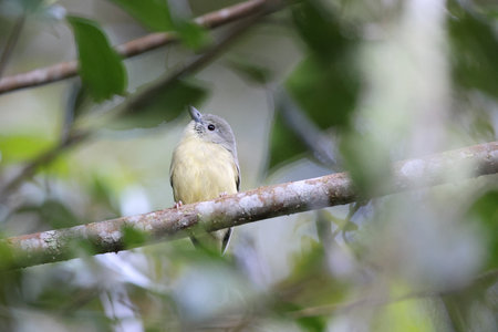Blue Mountain vireo (Vireo osburni) in Jamaicaの写真素材