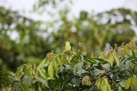 The Pacific parrotlet (Forpus coelestis) is a small green parrot originating from South America....