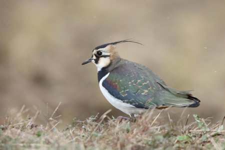 Northern Lapwing, Vanellus vanellus, single bird on grass, Warwickshireの写真素材