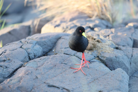 Black-necked jacana, Jacana rufescens, single bird on rock, South Africaの写真素材