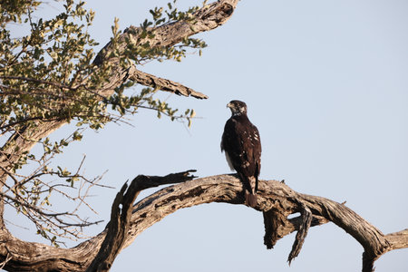 Hawk in the Okavango Delta - Moremi National Park in Botswanaの写真素材