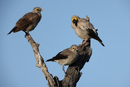 A pair of Grey-backed Starlings perched on a dead tree in the Chobe National Park, Botswana.