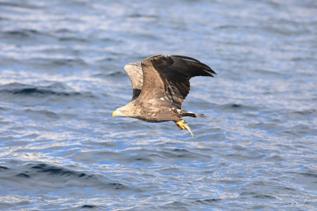 White-tailed eagle (Haliaeetus albicilla)