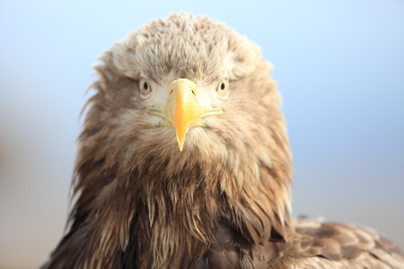 White-tailed eagle (Haliaeetus albicilla) is a large bird of prey, widely distributed across...