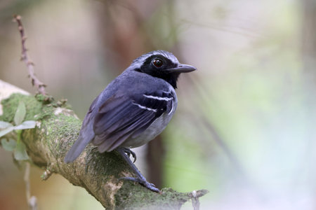 The black-faced antbird (Myrmoborus myotherinus) is the antbird family Thamnophilidae. It is endemic to a wide range across the Amazon basin. This photo was taken in Colombia.の写真素材