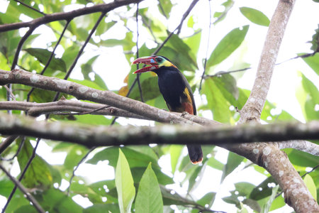 Toucan bird in the nature of Borneo, Malaysia