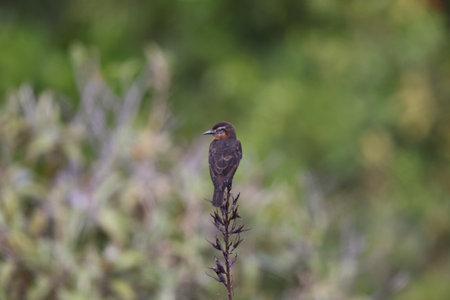 The cliff flycatcher (Hirundinea ferruginea sclateri) is a species of bird in the tyrant flycatcher...