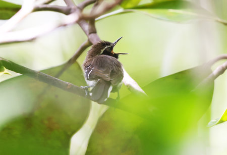 Black-crested Bulbul (Pycnonotus melanoleucus)
