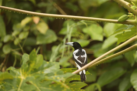Hooded butcherbird (Cracticus cassicus) in Waigeo Island, Indonesiaの写真素材