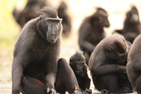 Crested black macaque, Sulawesi crested macaque, or the black ape, is an Old World monkey in...