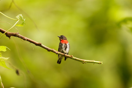 The grey-sided flowerpecker (Dicaeum celebicum) in Tangkoko national park