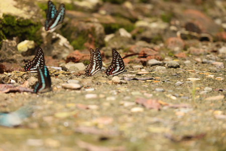 Meyer's Jay (Graphium meyeri) is a species of butterfly of the family Papilionidae, that is found in...