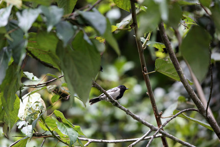 The stripe-breasted tit (Melaniparus fasciiventer) is a species of bird in the family Paridae. This photo was taken in Nyungwe National Park, Rwanda.の写真素材