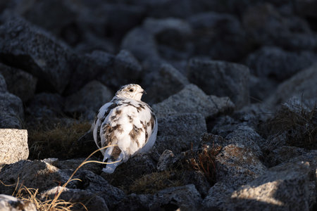 The rock ptarmigan (Lagopus muta japonica) is a medium-sized game bird in the grouse family. This photo was taken in Japan.の写真素材