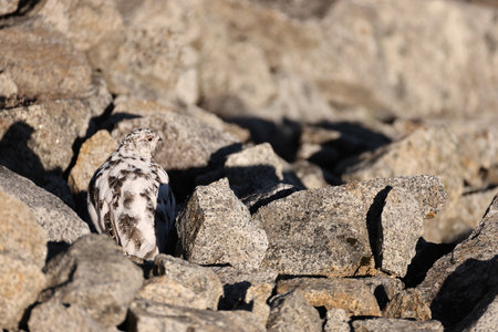 The rock ptarmigan (Lagopus muta japonica) is a medium-sized game bird in the grouse family. This photo was taken in Japan.の写真素材