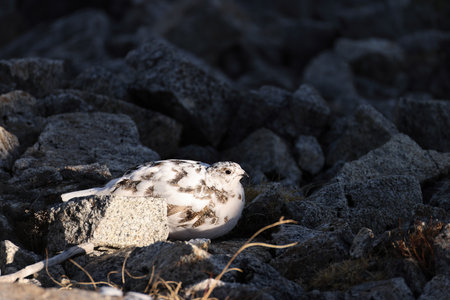 The rock ptarmigan (Lagopus muta japonica) is a medium-sized game bird in the grouse family. This photo was taken in Japan.の写真素材