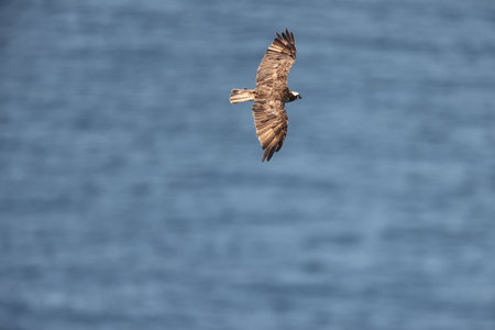 The osprey (Pandion haliaetus) in Japanの写真素材