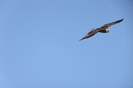 The osprey (Pandion haliaetus) in Japanの写真素材