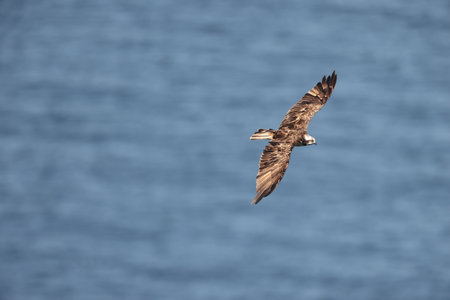 The osprey (Pandion haliaetus) in Japanの写真素材