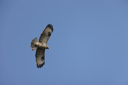 The eastern buzzard or Japanese buzzard (Buteo japonicus) is a medium to large bird of prey. This...
